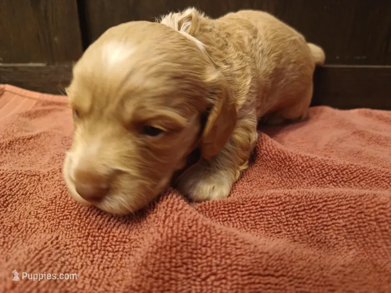 Cream boy – Miniature Dachshund puppy for sale in Mount Airy, NC