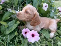 Waylon , a male Miniature Dachshund for sale in Mount Airy, NC – Photo 4 of 7