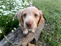 Waylon , a male Miniature Dachshund for sale in Mount Airy, NC – Photo 5 of 7