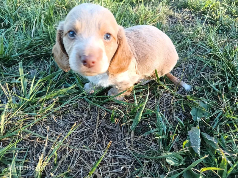 Cream boy – Miniature Dachshund puppy for sale in Mount Airy, NC