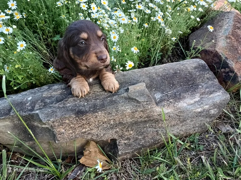 Chocolate tan boy – Miniature Dachshund puppy on hold in Mount Airy, NC