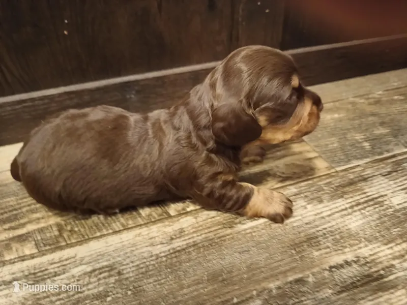 Chocolate tan boy – Miniature Dachshund puppy on hold in Mount Airy, NC