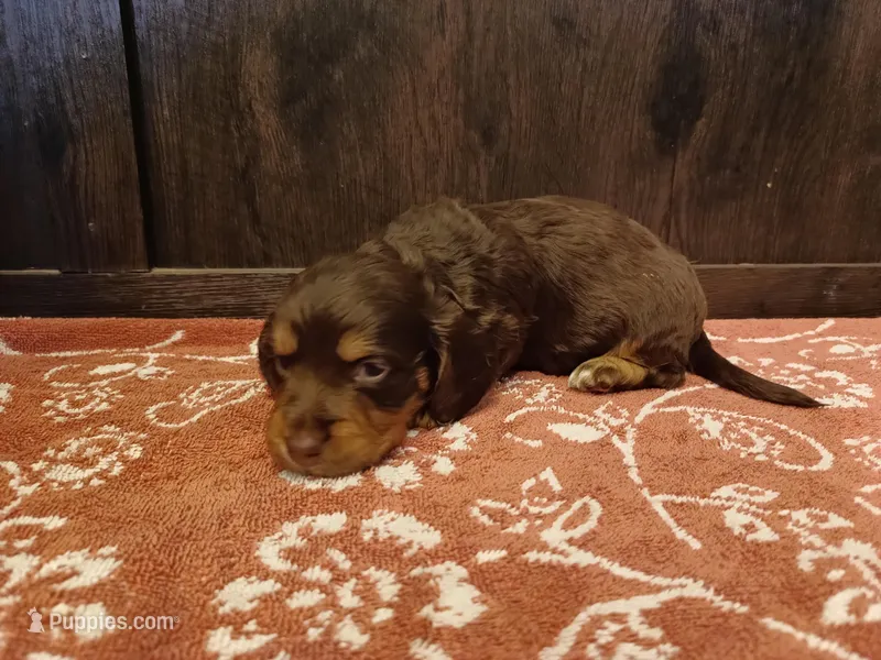 Chocolate tan boy – Miniature Dachshund puppy on hold in Mount Airy, NC