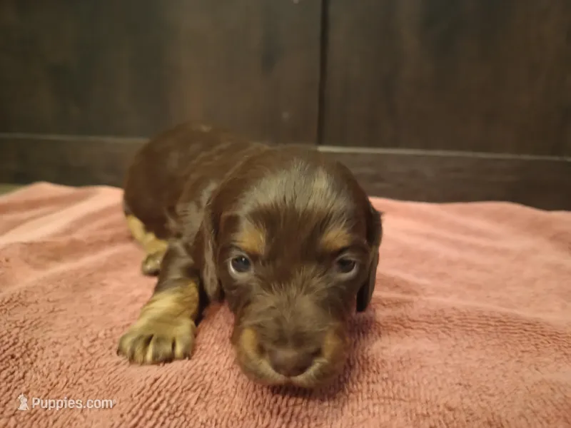 Chocolate tan – Miniature Dachshund puppy for sale in Mount Airy, NC