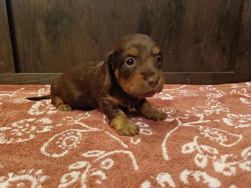 Chocolate tan – Miniature Dachshund puppy on hold in Mount Airy, NC