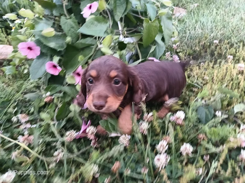Chocolate tan – Miniature Dachshund puppy on hold in Mount Airy, NC