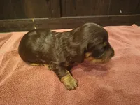 Chocolate tan, a female Miniature Dachshund for sale in Mount Airy, NC – Photo 2 of 2