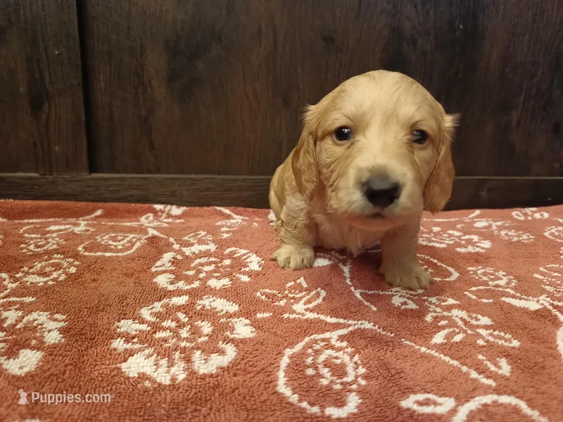 Cream boy 2 – Miniature Dachshund puppy for sale in Mount Airy, NC