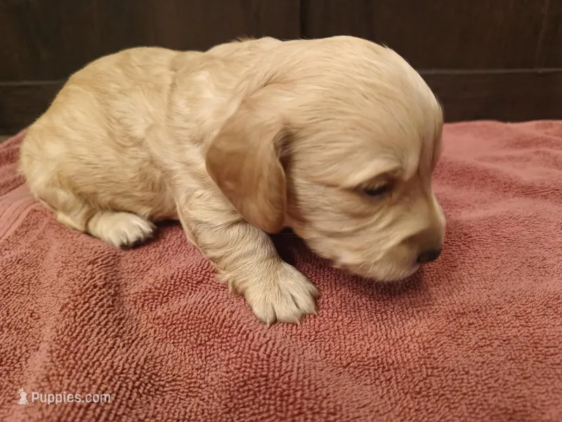 Cream boy 2 – Miniature Dachshund puppy for sale in Mount Airy, NC