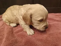 Cream boy 2, a male Miniature Dachshund for sale in Mount Airy, NC – Photo 1 of 2