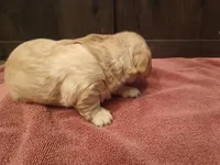 Cream boy 2, a male Miniature Dachshund for sale in Mount Airy, NC – Photo 2 of 2