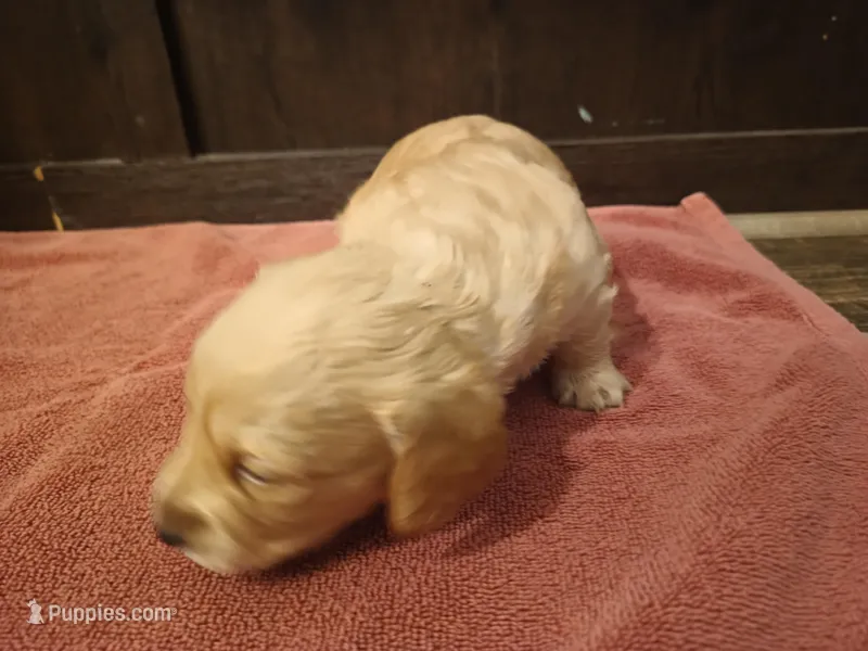 Cream boy 2 – Miniature Dachshund puppy for sale in Mount Airy, NC