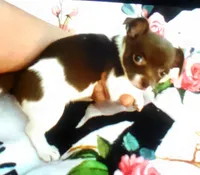 Pixie, a female Chihuahua for sale in Dayton, OH – Photo 2 of 3