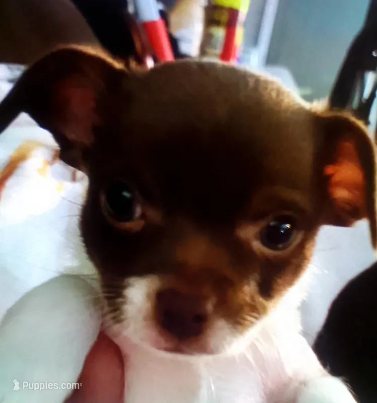 Pixie – Chihuahua puppy for sale in Dayton, OH