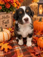 Jamie, a female Miniature Australian Shepherd for sale in Ocala, FL – 1 of 1