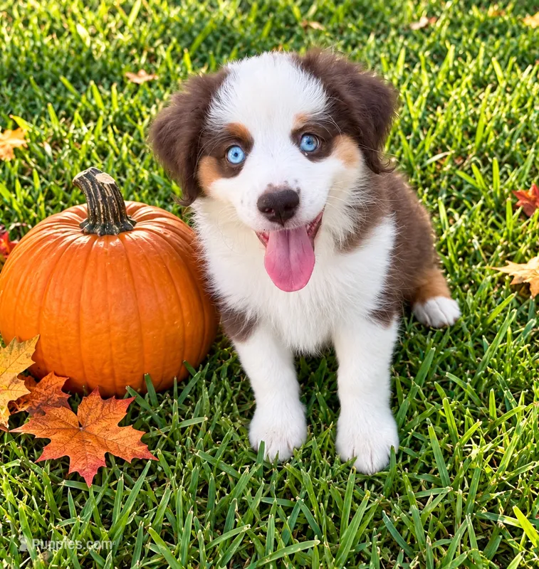 Jessie – Miniature Australian Shepherd puppy for sale in Ocala, FL