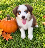 Jessie, a male Miniature Australian Shepherd for sale in Ocala, FL – 1 of 3