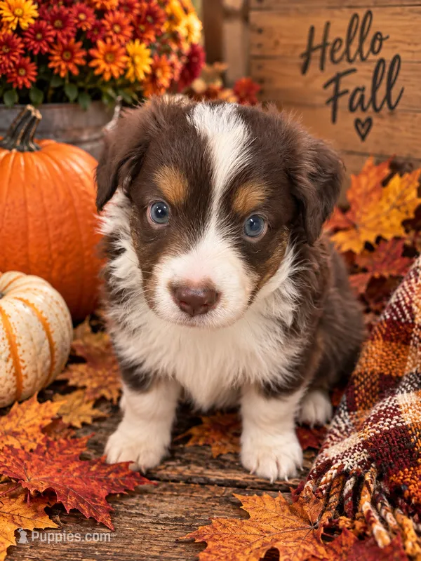 Jake – Miniature Australian Shepherd puppy for sale in Ocala, FL