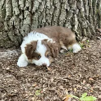 Cindy, a female Miniature Australian Shepherd for sale in Ocala, FL – Photo 2 of 3