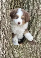 Cindy, a female Miniature Australian Shepherd for sale in Ocala, FL – Photo 3 of 3