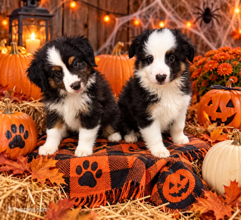 Oreo – Miniature Australian Shepherd puppy for sale in Ocala, FL