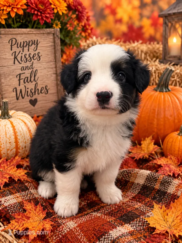 Oreo – Miniature Australian Shepherd puppy for sale in Ocala, FL
