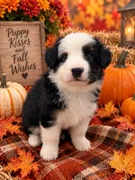 Oreo, a male Miniature Australian Shepherd for sale in Ocala, FL – 1 of 1