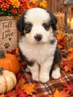 Jessie, a male Miniature Australian Shepherd for sale in Ocala, FL – 3 of 3