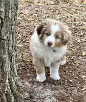 Berry, a male Miniature Australian Shepherd for sale in Ocala, FL – Photo 2 of 3