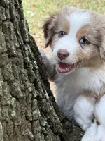 Berry, a male Miniature Australian Shepherd for sale in Ocala, FL – Photo 1 of 3
