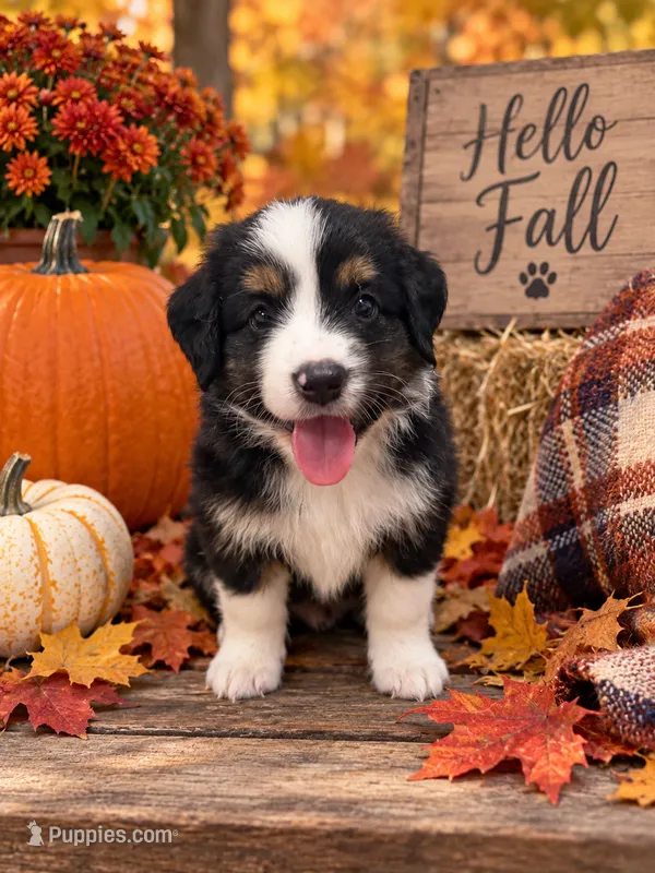 Bailey – Miniature Australian Shepherd puppy for sale in Ocala, FL