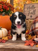 Bailey, a male Miniature Australian Shepherd for sale in Ocala, FL – 1 of 1