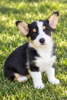Jazzy, a female Pembroke Welsh Corgi for sale in Jeffersonville, KY – 1 of 1