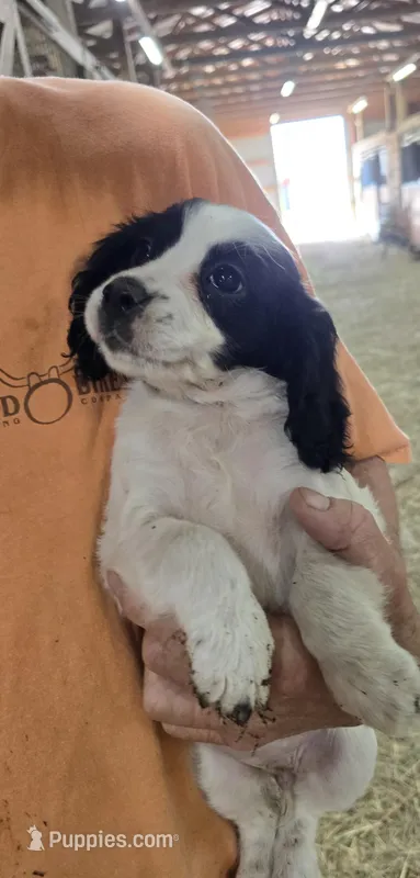 Toby, a male English Cocker Spaniel for sale in Jeffersonville, KY – Photo 1 of 5