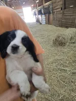 Toby, a male English Cocker Spaniel for sale in Jeffersonville, KY – Photo 5 of 5