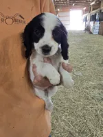 Toby, a male English Cocker Spaniel for sale in Jeffersonville, KY – Photo 2 of 5