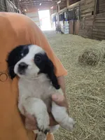 Toby, a male English Cocker Spaniel for sale in Jeffersonville, KY – Photo 3 of 5