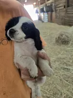 Toby, a male English Cocker Spaniel for sale in Jeffersonville, KY – Photo 4 of 5