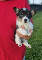 Lace, a female Pembroke Welsh Corgi for sale in Jeffersonville, KY – 1 of 1