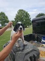 Lewey , a male English Setter for sale in Jeffersonville, KY – 3 of 3