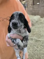 Lulu, a female English Cocker Spaniel for sale in Jeffersonville, KY – Photo 2 of 3