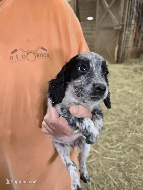 Lulu – English Cocker Spaniel puppy for sale in Jeffersonville, KY