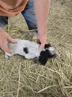 Lulu, a female English Cocker Spaniel for sale in Jeffersonville, KY – Photo 3 of 3