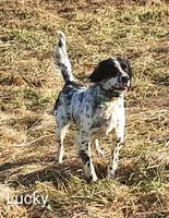 Titan, a male English Setter for sale in Jeffersonville, KY – 4 of 4