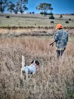 Titan, a male English Setter for sale in Jeffersonville, KY – 3 of 4