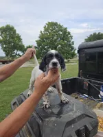 Lewey , a male English Setter for sale in Jeffersonville, KY – 2 of 3