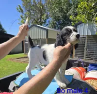 Titan, a male English Setter for sale in Jeffersonville, KY – 2 of 4
