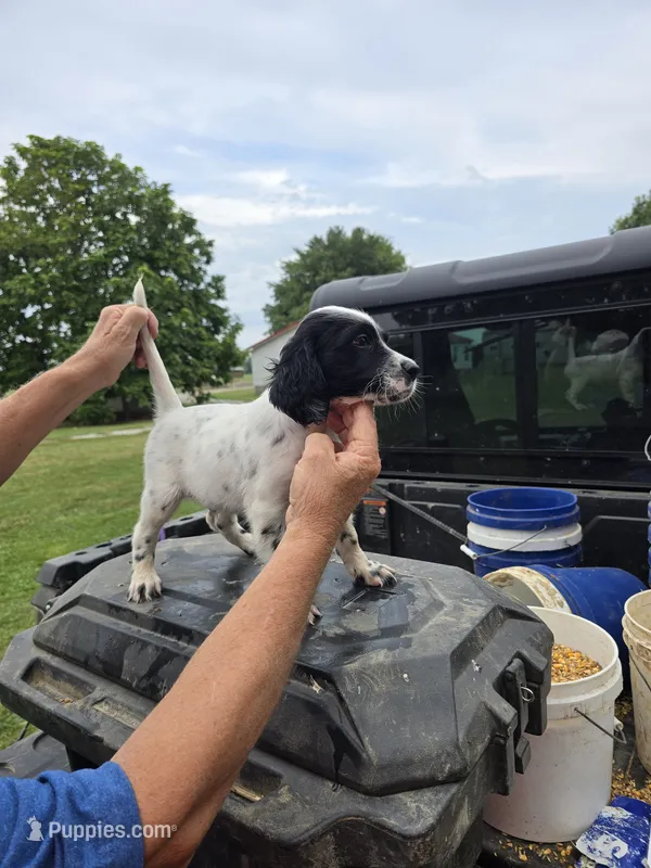 Lewey  – English Setter puppy for sale in Jeffersonville, KY