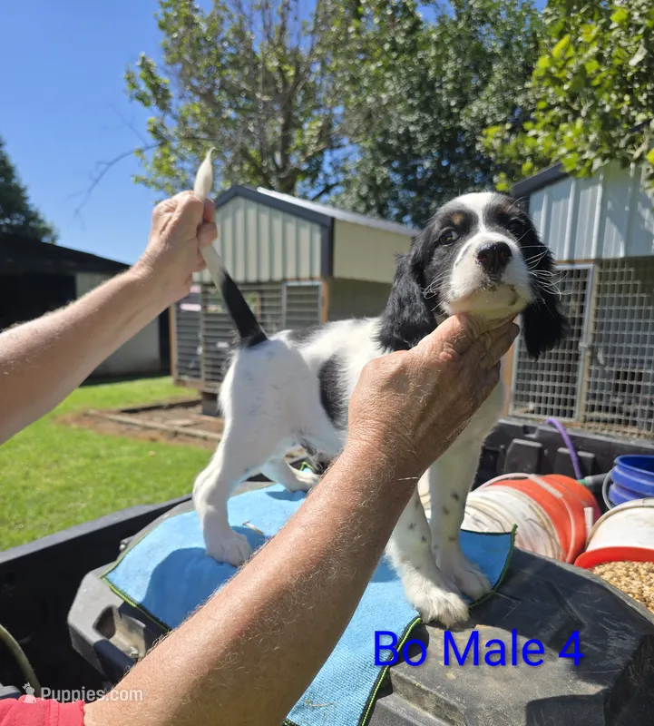 Titan – English Setter puppy for sale in Jeffersonville, KY