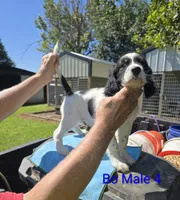 Titan, a male English Setter for sale in Jeffersonville, KY – 1 of 4